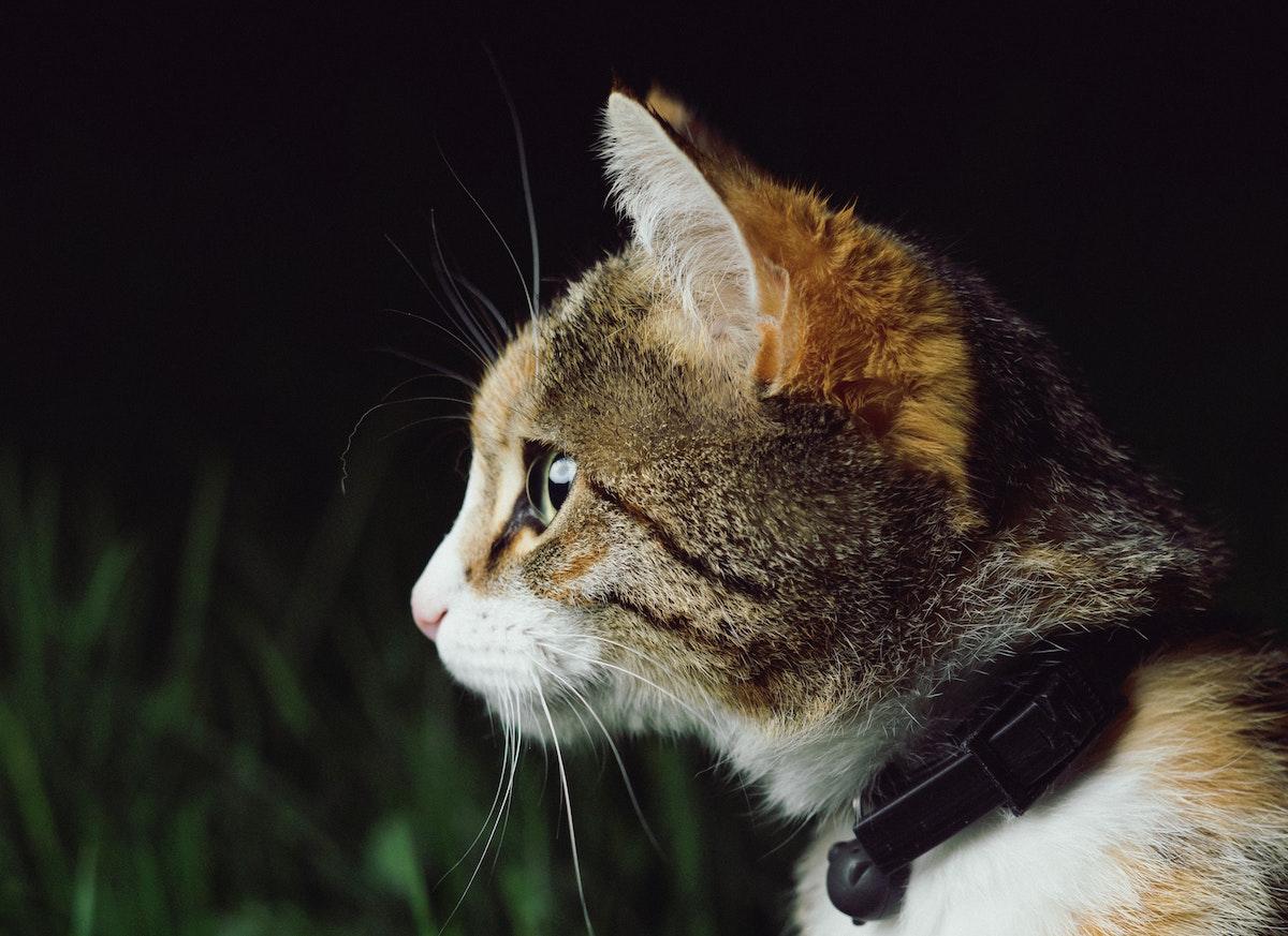 This cat is looking into the middle distance