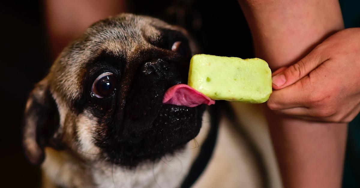 Pug eating a green square ice cream bar. 