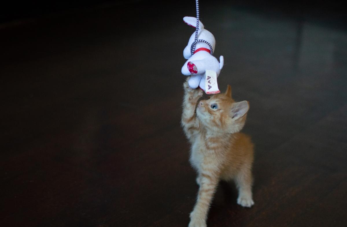 Orange kitten playing with a dangling cat toy