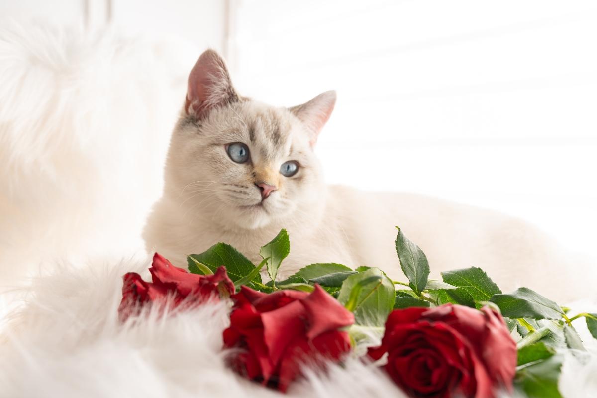 white cat sitting next to red roses