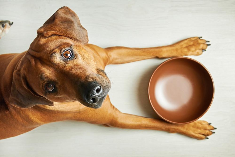 A brown dog looking up in font of a brown, empty bowl. 