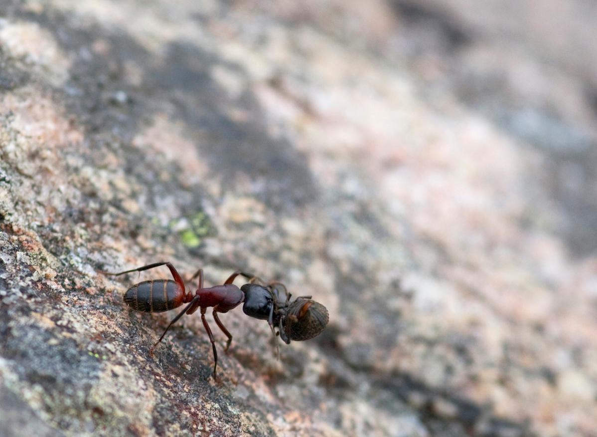 Ant carrying a dead beetle