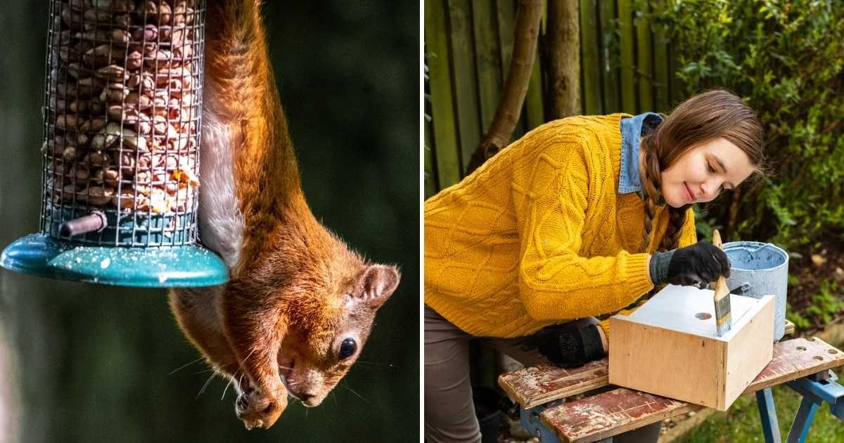 (L) Squirrel leaping upon a bird feeder, (R) Woman painting a bird feeder in white color (Representative Cover Image Source: Getty Images | (L) Paul Hayden, (R) FeyerdeMeyer)