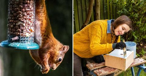 (L) Squirrel leaping upon a bird feeder, (R) Woman painting a bird feeder in white color (Representative Cover Image Source: Getty Images | (L) Paul Hayden, (R) FeyerdeMeyer)