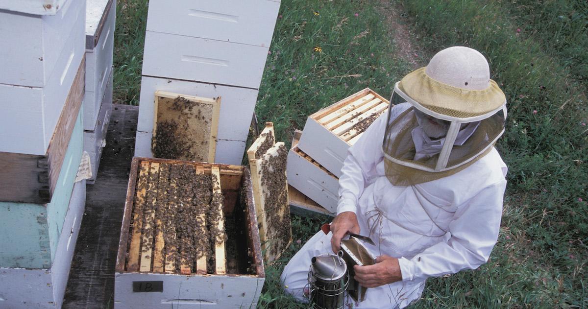 Beekeeper managing a beehive in a box. 