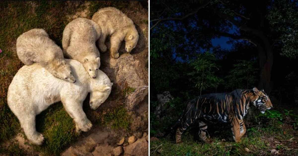 (L) Family Rest by Christopher Paetkau; (R) Dark Knight by Prasenjeet Yadav (Cover Image Source: Wildlife Photographer of the Year)