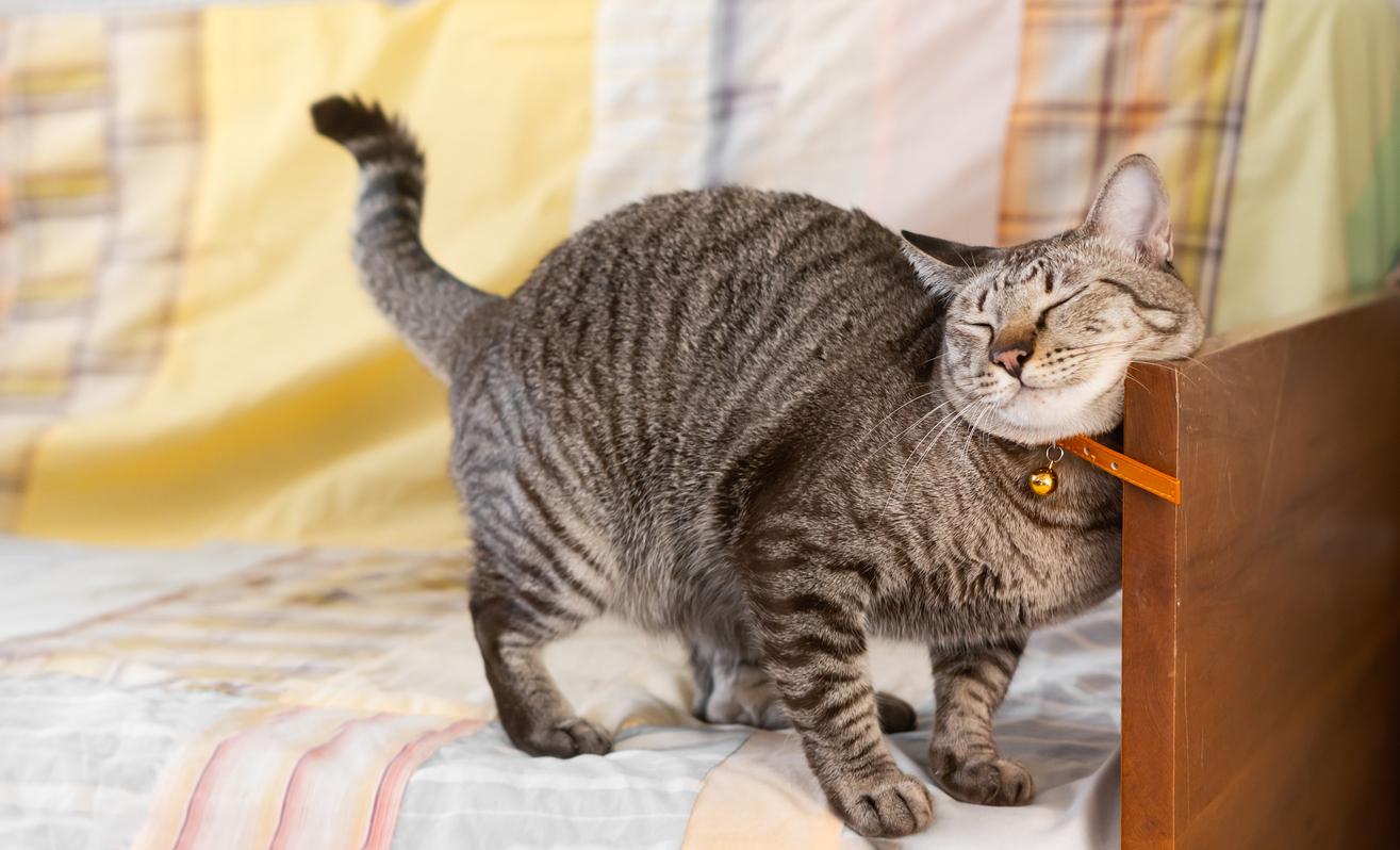 A cat rubbing against the arm of a couch.