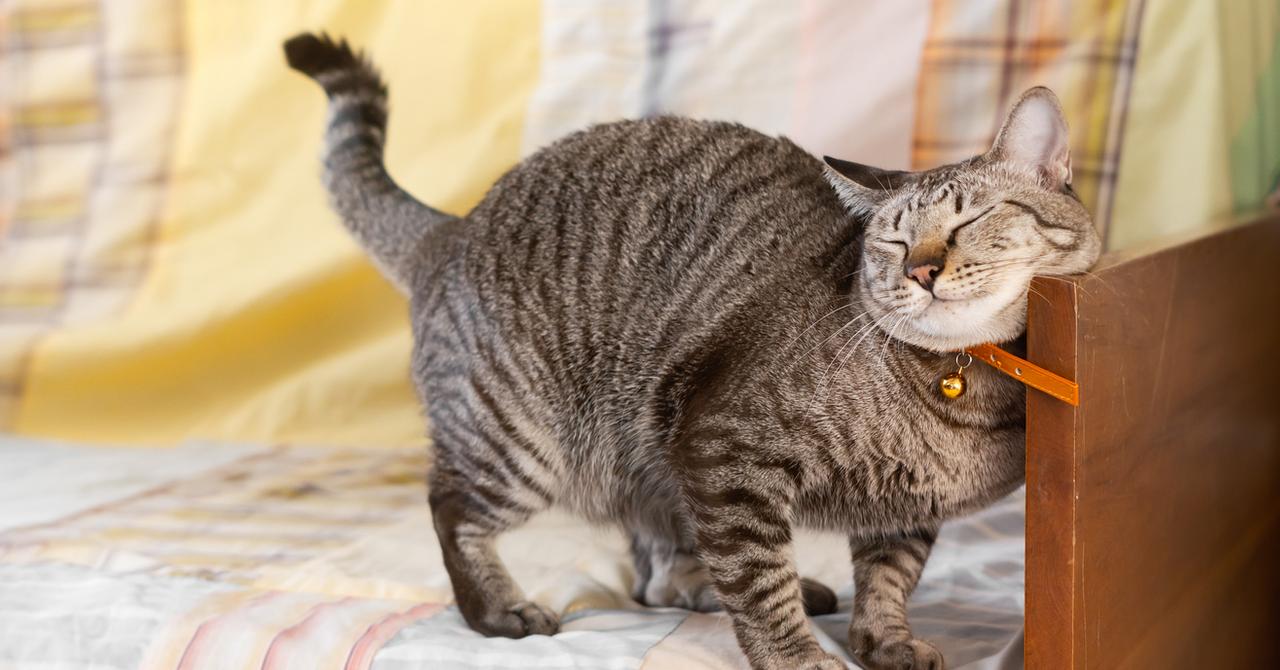 Why Does My Cat Headbutt Me? Kitty Behaviors, Explained