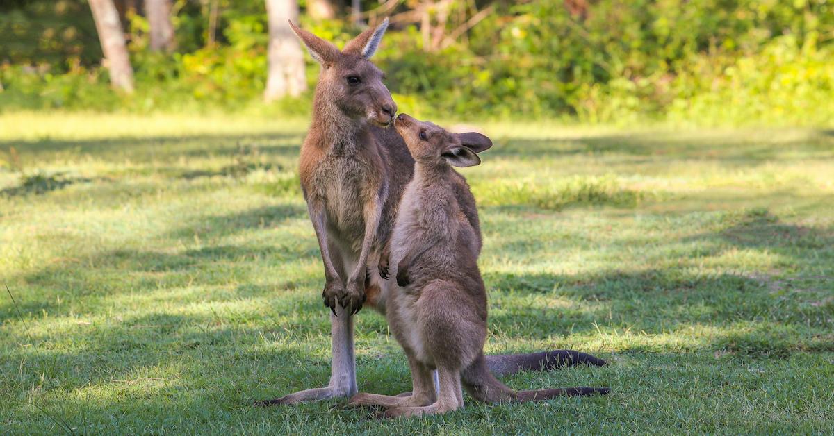 kangaroos leather shoes