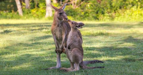 prada bans kangaroo leather