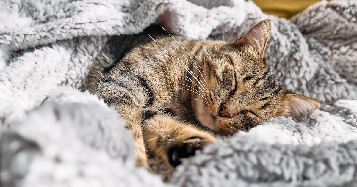 Donate Linens to Animal Shelter for Cats