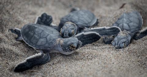 sea turtles nesting