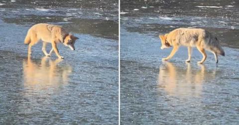 A photographer captured a coyote displaying an intelligent choice in Grand Teton National Park (Cover Image Source: Instagram | @elkraven_photography)