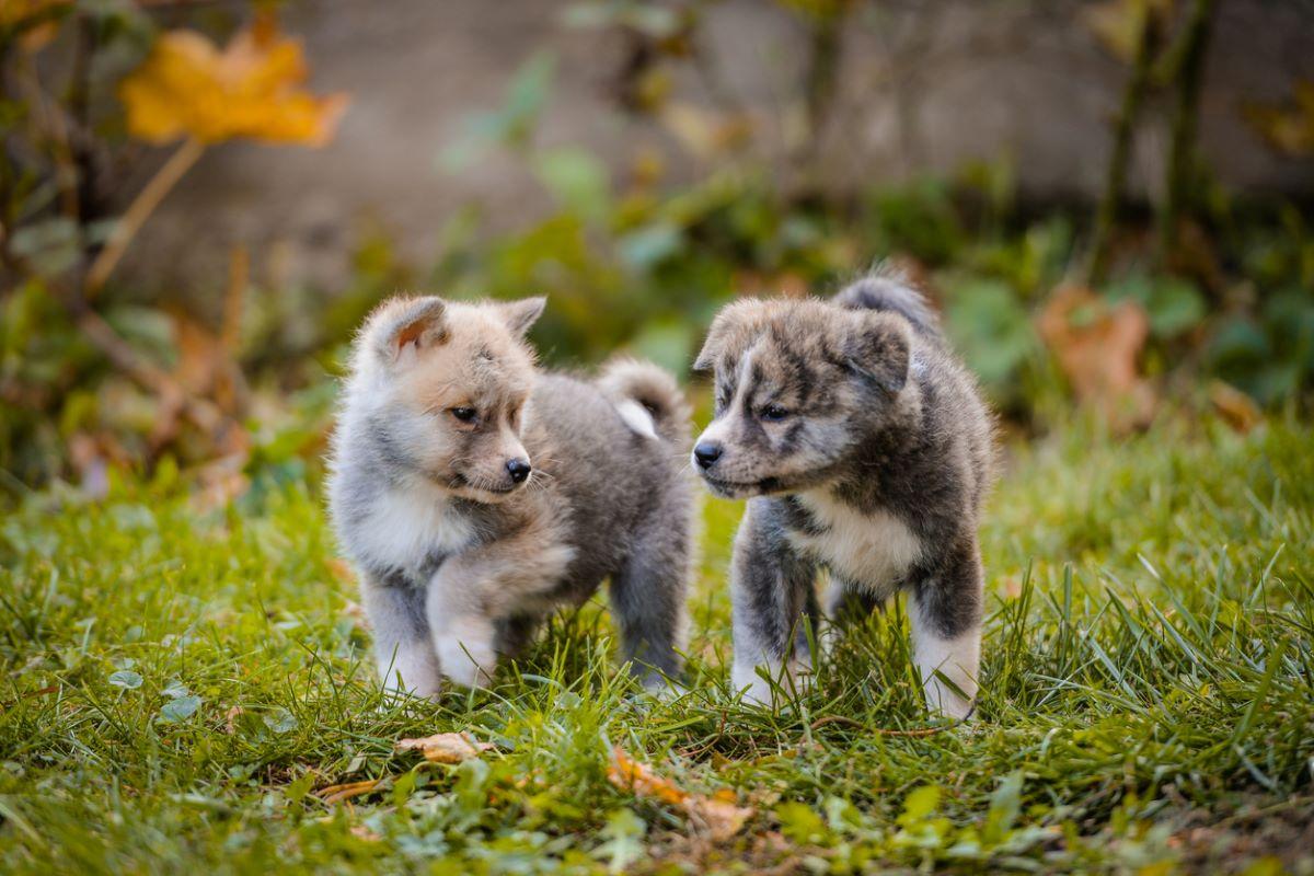 Akita pups walking around outside