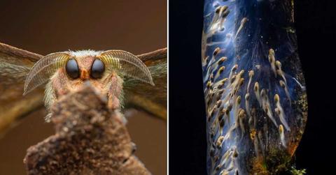 (L) Good Boy by Laurent Hesemans (R) Amphibian Galaxy by Filippo Carugati (Cover Image Source: CUPOTY)