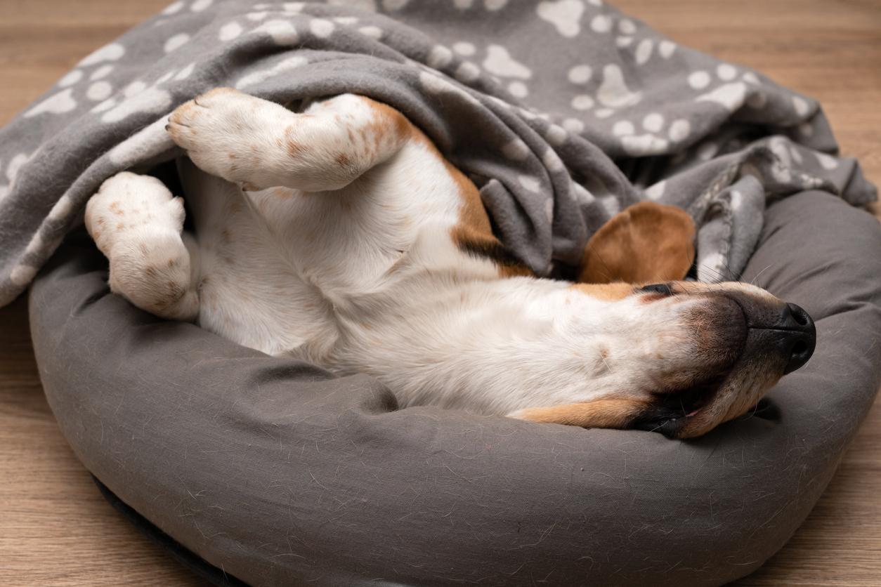 A sleeping dog is pictured atop his dog bed after burrowing underneath a blanket.