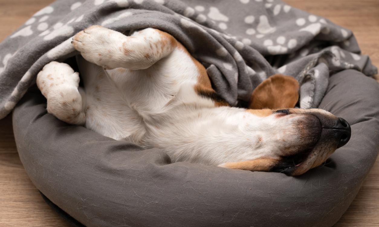 Why Do Dogs Scratch Their Beds Before Sleep? Details Here