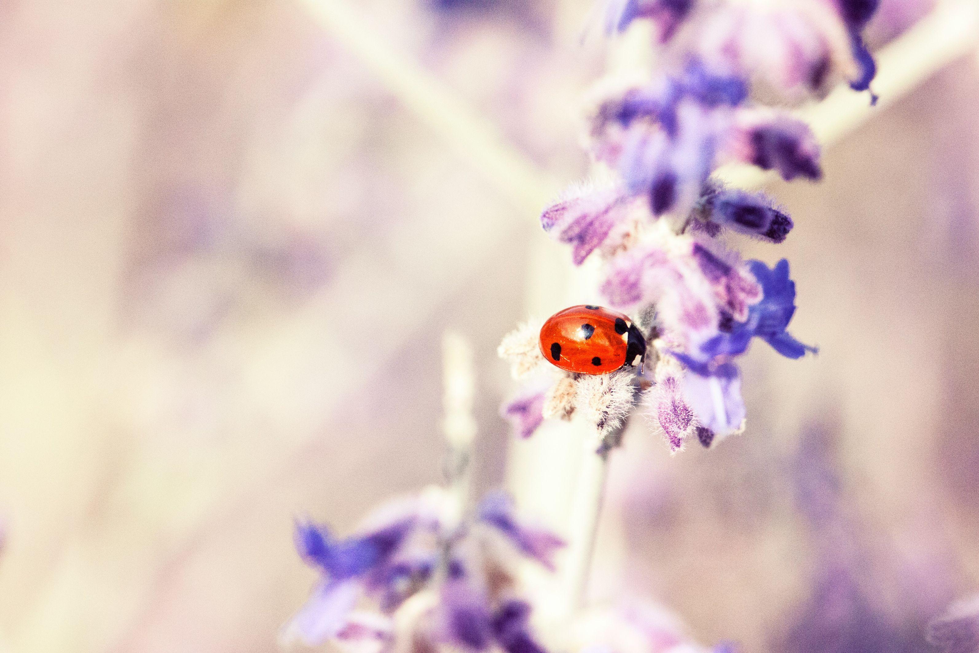 A ladybug is pictured in the center of a purple flower in a close-up photo.