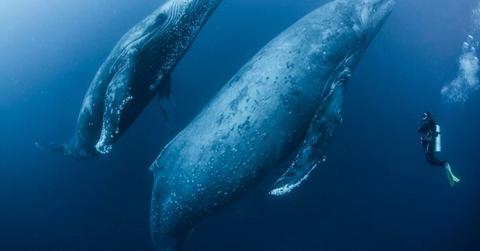 A diver observes two adult whales swimming in the ocean in Mexico. (Representative Cover Image Source: Getty Images | Rodrigo Friscione)