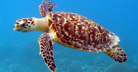 hawksbillturtle