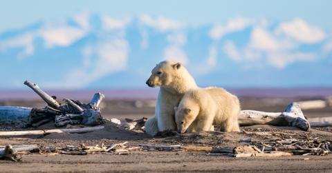 An adult polar bear with a young polar bear in the dirt