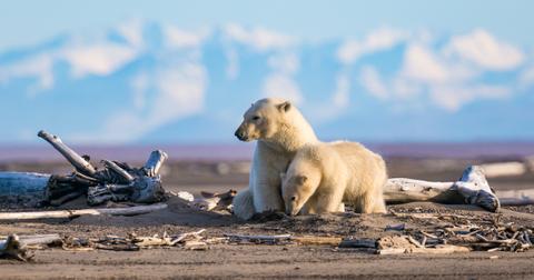 conservation-polar-bear-1562773434531.jpg