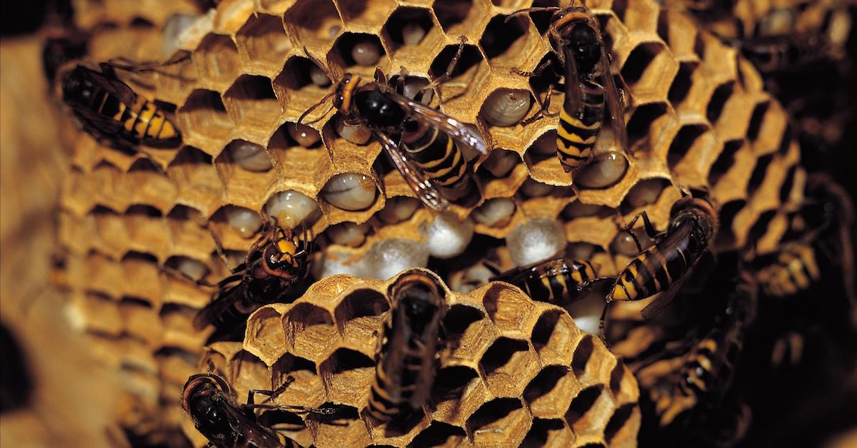 Is That a Honey Bee Hive Around Your Home?