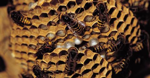 How to humanely remove a bee hive