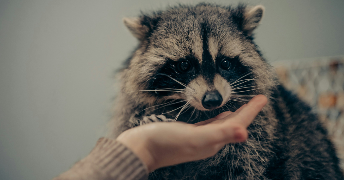 A woman puts her hand out to pet a raccoon