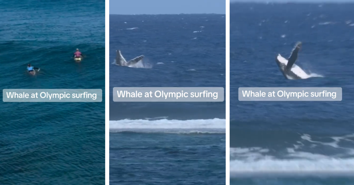 Whale breaching during surfing competition during 2024 Olympics