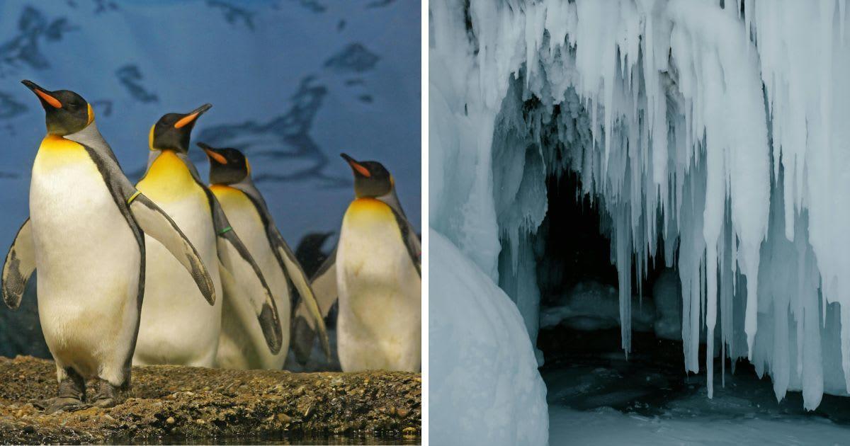 (L) Penguins walking on land. (R) Ice caves with icicles. (Representative Cover Image Source: Pexels | (L) Pixabay, (R) Julia Volk)
