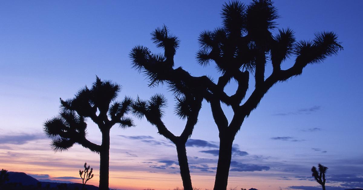 Joshua Tree