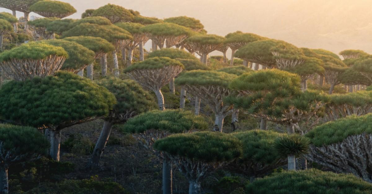 A grove of dragon's blood trees grow clumped next to one another
