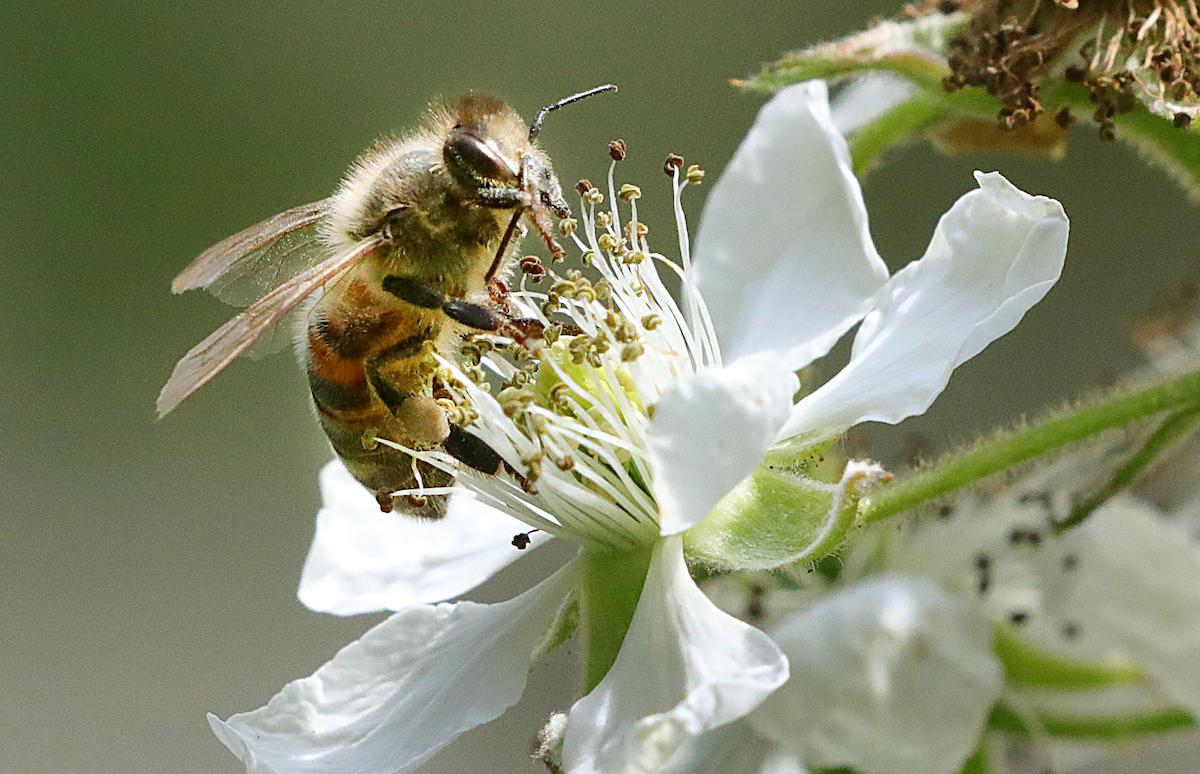 world bee day