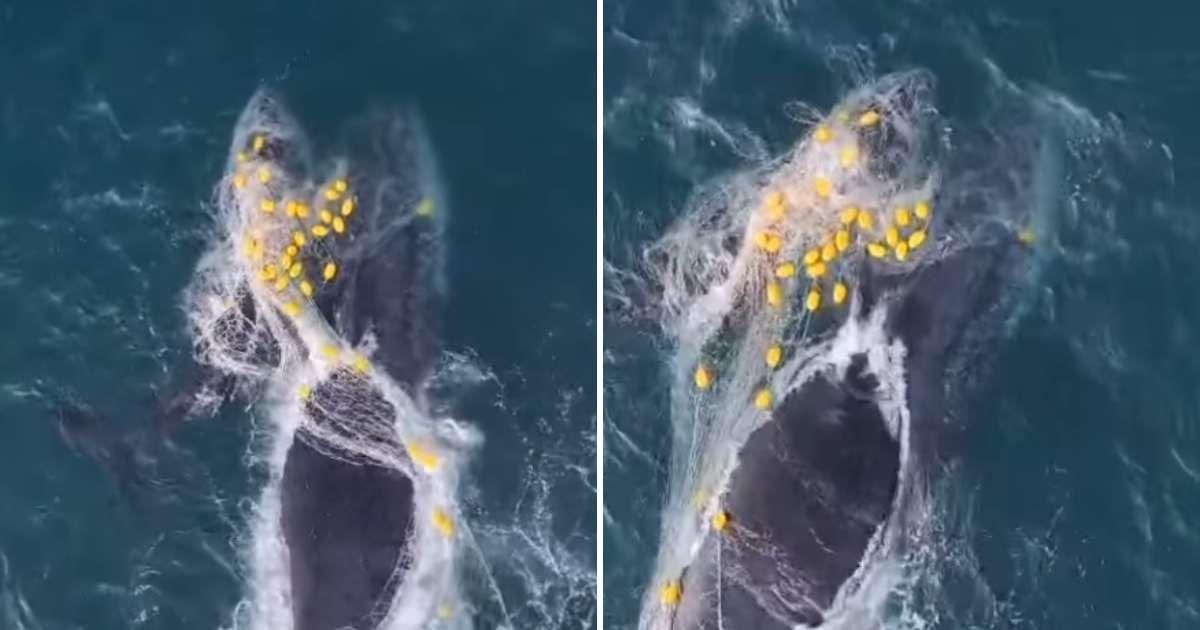 Humpback whale mom and her calf got entangled in a shark net off the coast in Australia (Cover Image Source: Instagram | @geoffaquino)