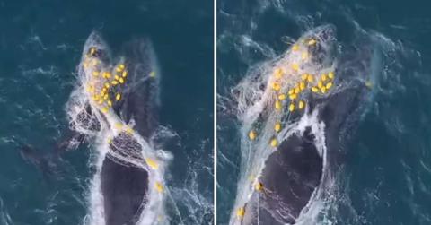Humpback whale mom and her calf got entangled in a shark net off the coast in Australia (Cover Image Source: Instagram | @geoffaquino)