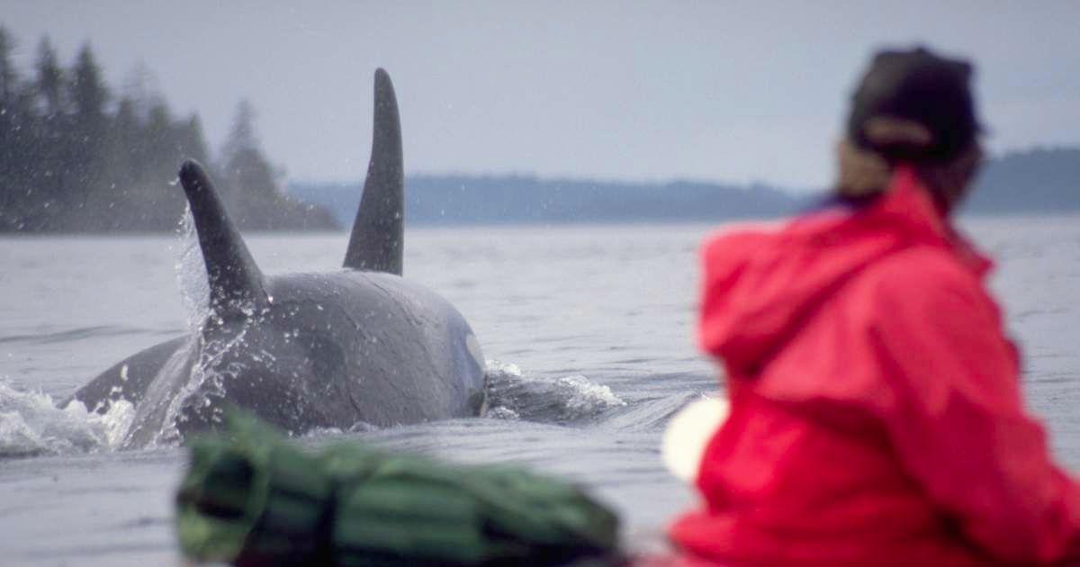 A person on a kayak is looking at a whale nearby. (Representative Cover Image Source: Getty Images | Joel W. Rogers)