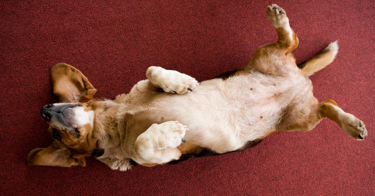 why do dogs want their bellies rubbed