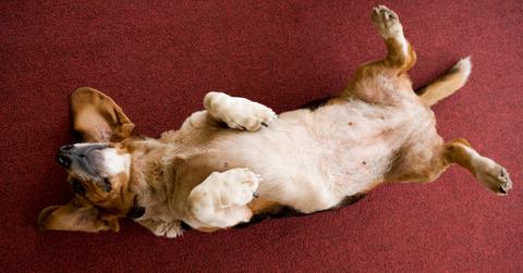 Why do dogs like belly rubs?