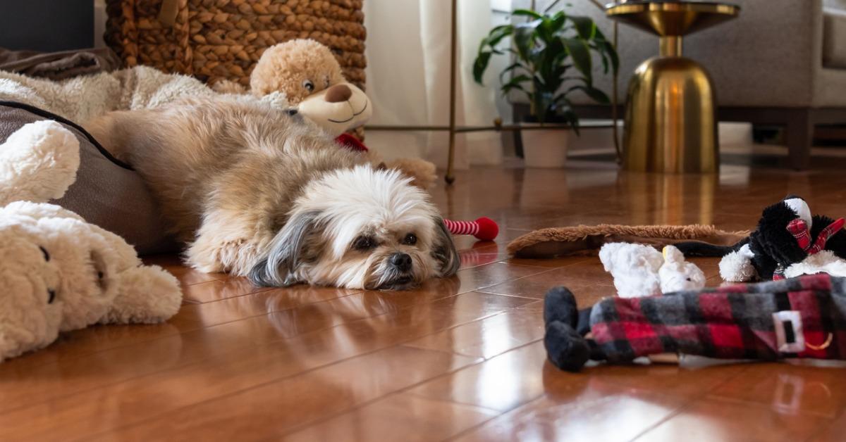 Why You Should Choose Eco-Friendly Dog Toys – Vet Organics