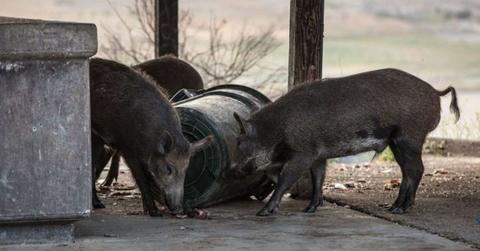 A representative image of a wild pig. (Cover Image Source: Getty Images | Photo By George Rose)