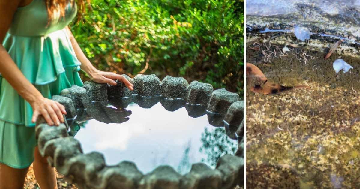 (L) A woman looking into her bird bath (Representative Cover Image Source: Getty Images | fitopardo) | (R) Tiny worms wriggling inside the water in a bird bath. (Cover Image Source: Reddit | u/closetcreative)
