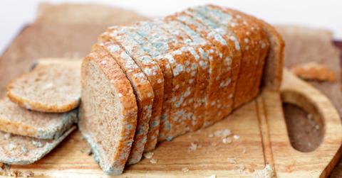 can you put moldy food in compost