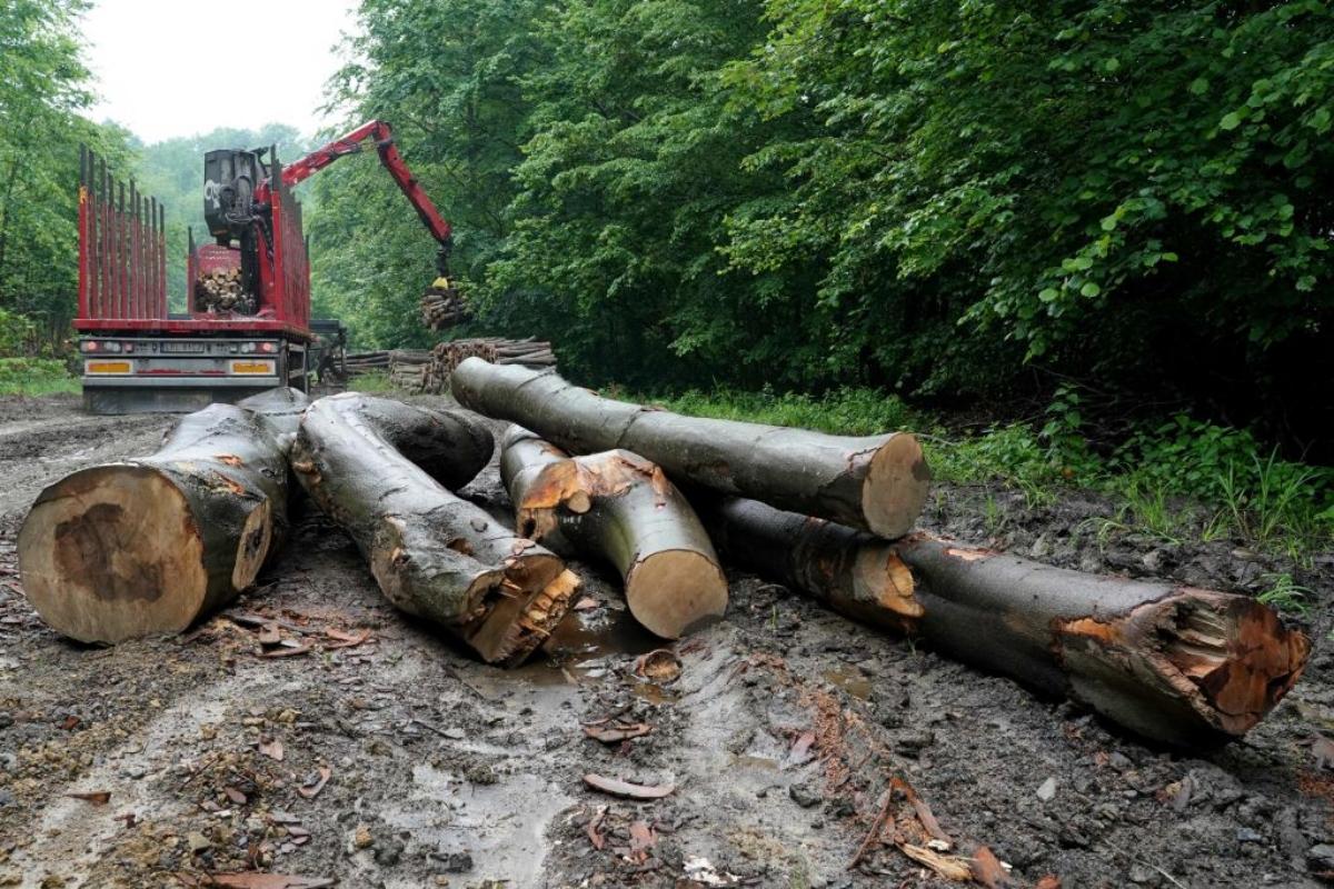 machinery chopping down trees