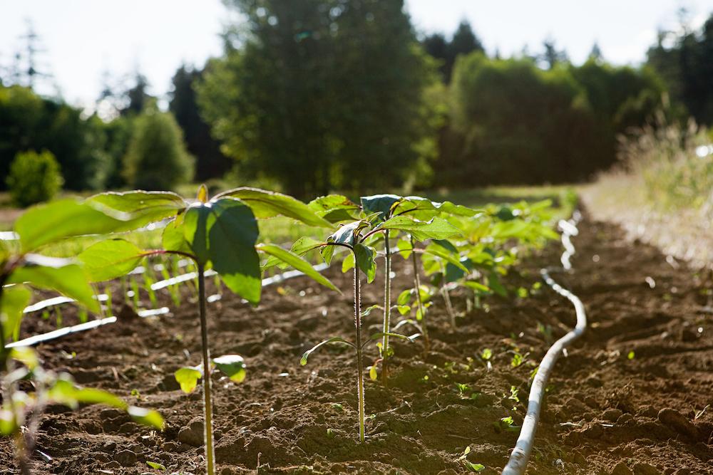 Growing Plants