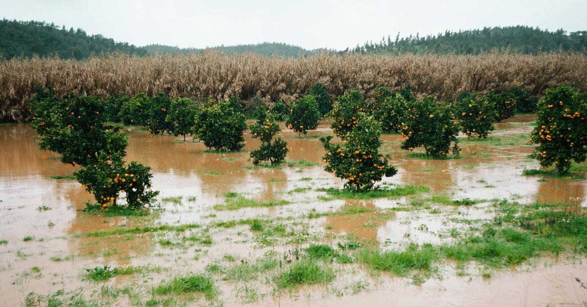 Flooding in an orchard.