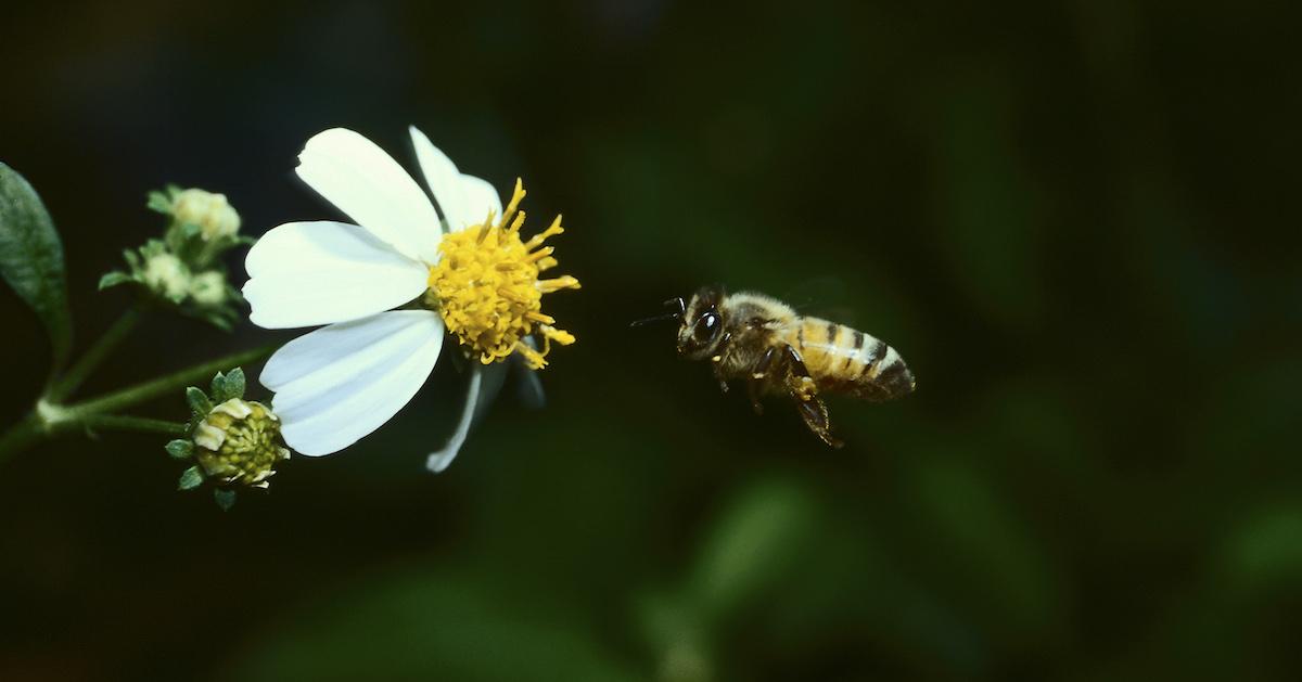 why gardening is important