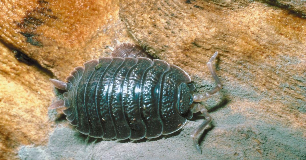 Pill bug or "Rollie pollie"