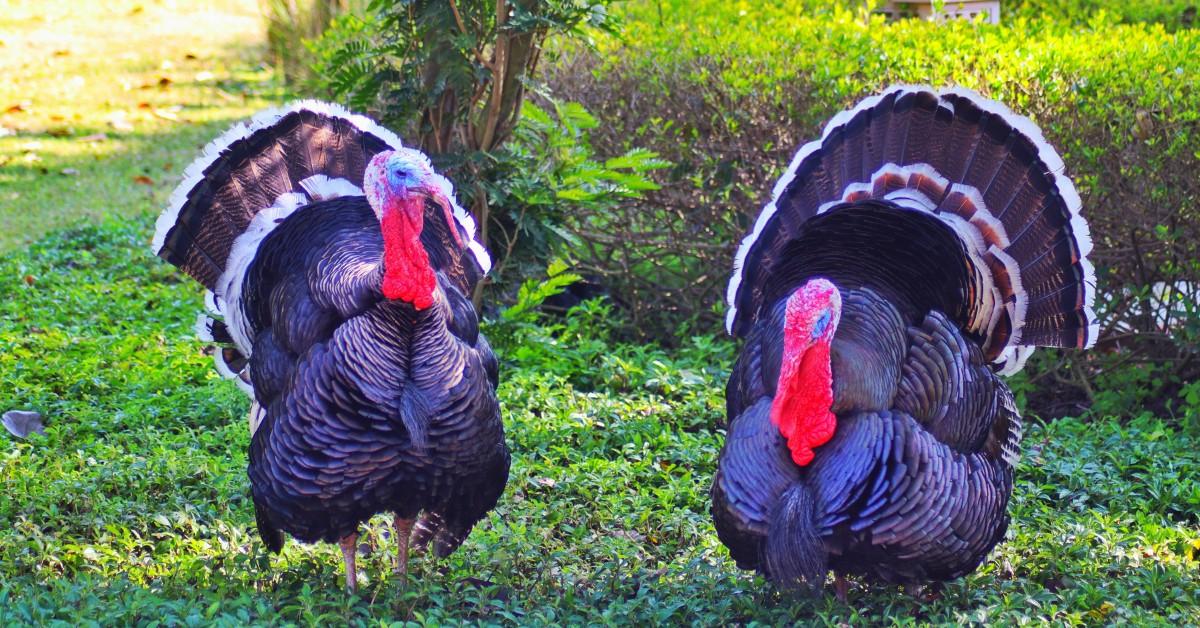 A pair of turkeys stand next to one another out in the wild