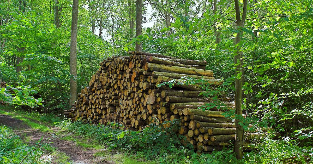 logging tongass